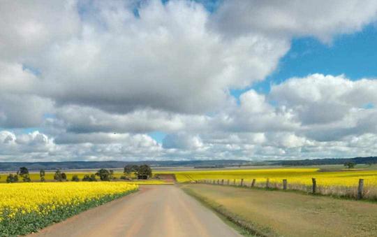 Field's of Gold - By Kim
