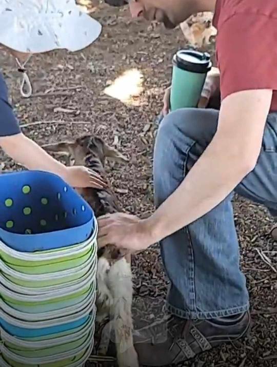 patting a baby goat