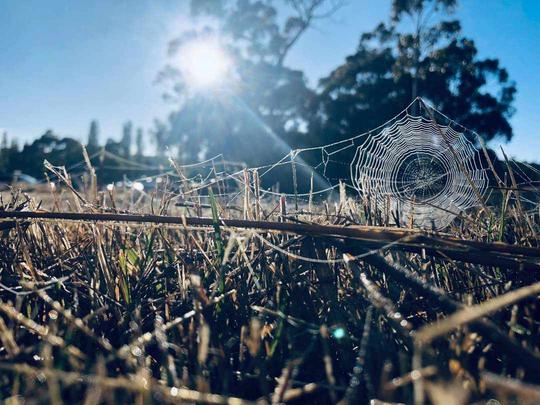 Sunlight Spinner - by Belle